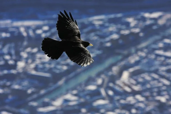 Zwarte Vogel Vliegen Besneeuwde Bergen Achtergrond — Stockfoto