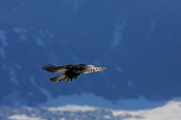 Zwarte Vogel Vliegen Besneeuwde Bergen Achtergrond — Stockfoto