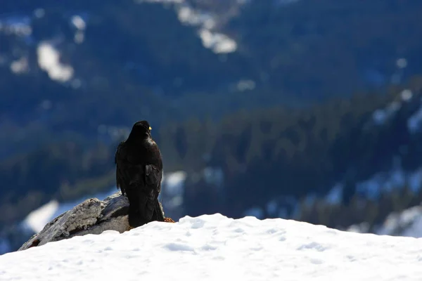 Zwarte Vogel Zittend Besneeuwde Grond Wintertijd — Stockfoto