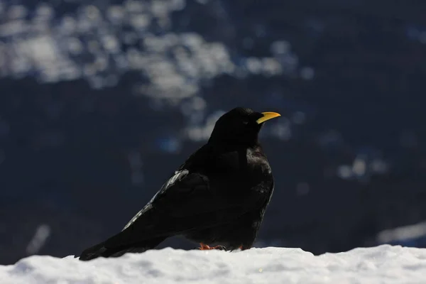 Черная Птица Сидит Заснеженной Земле Зимнее Время — стоковое фото