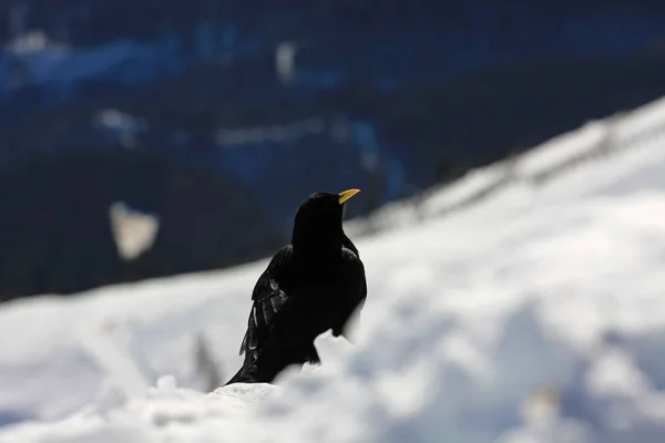 Черная Птица Сидит Заснеженной Земле Зимнее Время — стоковое фото