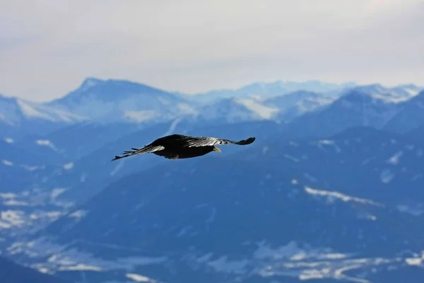 Karlı Dağlarda Uçan Kara Kuş — Stok fotoğraf