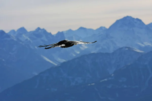 Karlı Dağlarda Uçan Kara Kuş — Stok fotoğraf