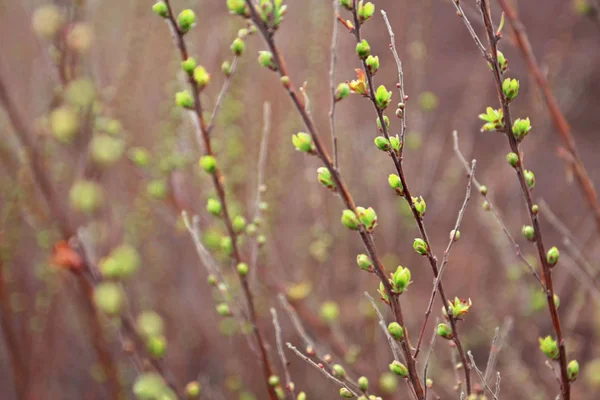 Detailní Pohled Jarní Květiny Zahradě — Stock fotografie