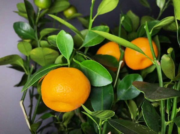 Close Tiro Tangerinas Deliciosas Maduras Crescendo Árvore — Fotografia de Stock