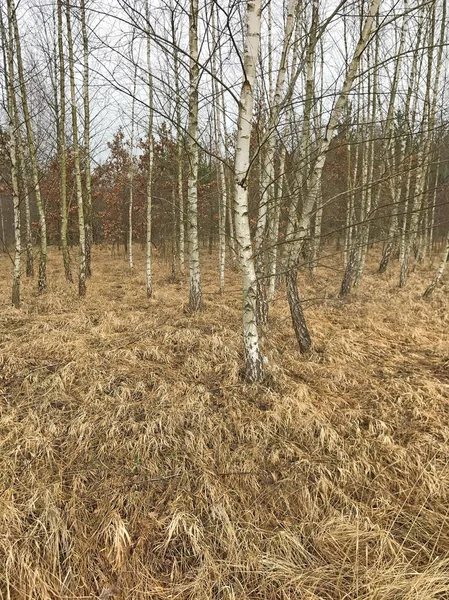 scenic view of golden forest in the woods.