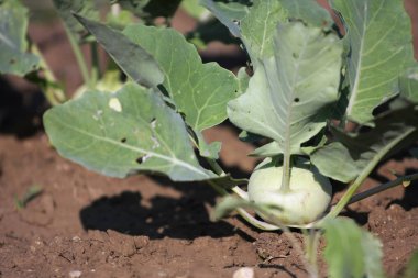 Topraktaki Geen Kohlrabi 'nin yakın çekim görüntüsü  
