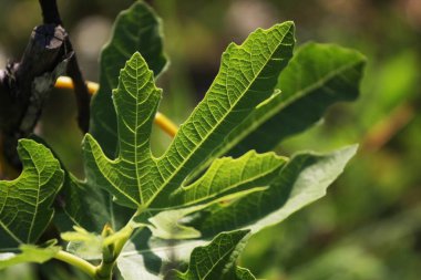 İncir yaprağı yeşilinin yakın görüntüsü