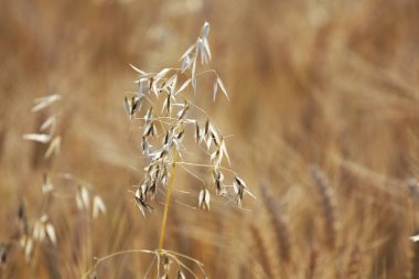 Sahadaki altın çimlerin yakın görüntüsü.