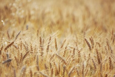Yaz tarlasında olgun buğday kulakları