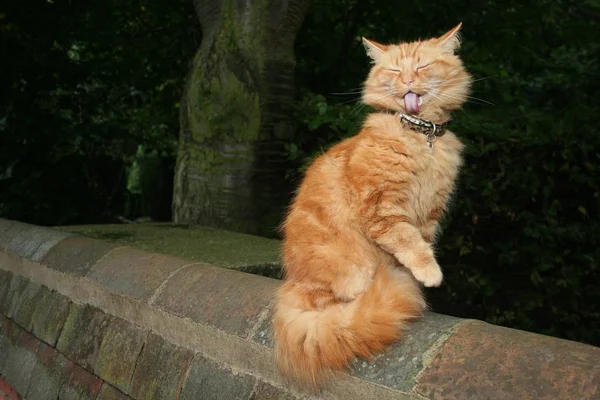 Nahaufnahme Der Roten Katze Auf Dem Gras Sitzend — Stockfoto