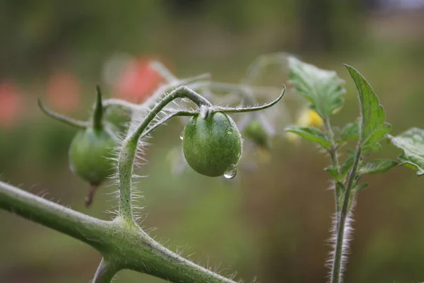 Vista Primer Plano Planta Tomate Rara — Foto de Stock