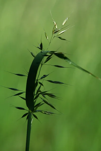 Detailní Pohled Zelenou Rostlinu Rozmazané Pozadí — Stock fotografie