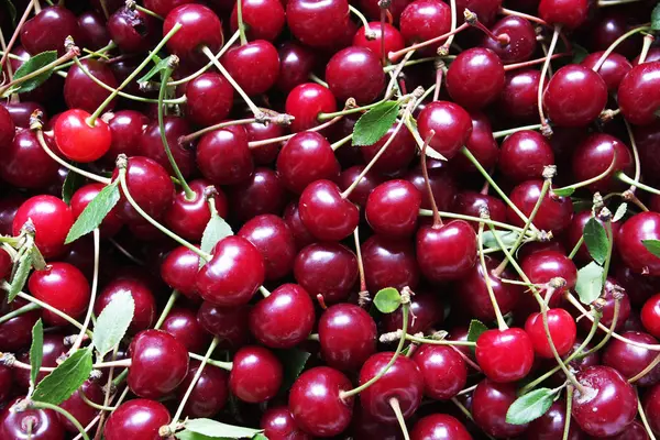 arka plan için olgun kiraz yığınının yakın çekim