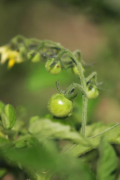 Vista Primer Plano Del Racimo Tomates Verdes — Foto de Stock