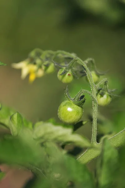 Vista Primer Plano Del Racimo Tomates Verdes — Foto de Stock