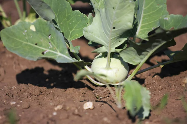 Primo Piano Vista Geen Kohlrabi Nel Suolo — Foto Stock