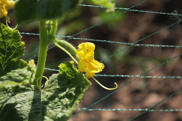 Vista Cerca Flor Pepino Amarillo — Foto de Stock