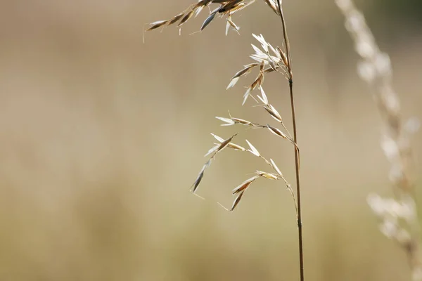 Вид Крупним Планом Пшеничне Поле — стокове фото