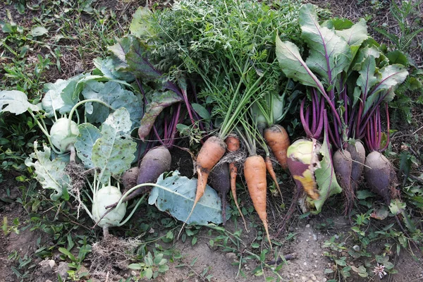 Close Shot Beet Roots Carrots Lying Ground Garden Harvest — Stock Photo, Image