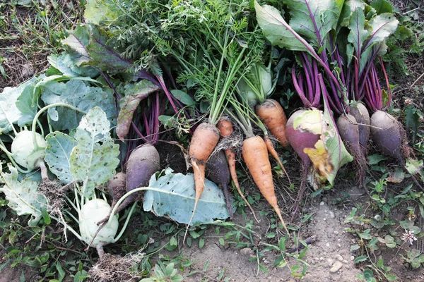 Primer Plano Las Raíces Remolacha Zanahorias Que Yacen Suelo Jardín — Foto de Stock