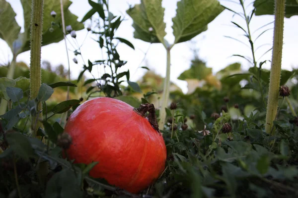 Primer Plano Calabaza Roja Suelo Jardín —  Fotos de Stock