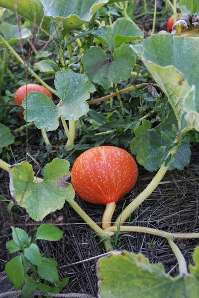 Close Shot Red Pumpkin Ground Garden — Stock Photo, Image