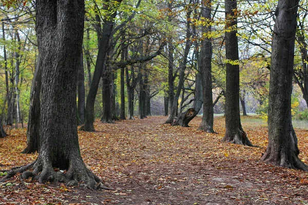 Живописный Вид Осенний Парк Лесу — стоковое фото