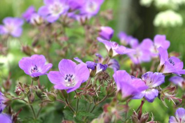 Tarlada yetişen kır çiçeklerinin yakın görüntüsü