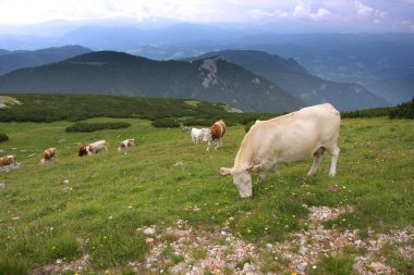 Köydeki tarım arazileri. Gündüz fotoğrafı.