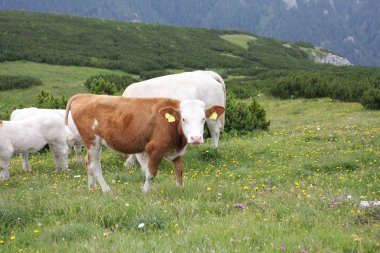 Köydeki tarım arazileri. Gündüz fotoğrafı.