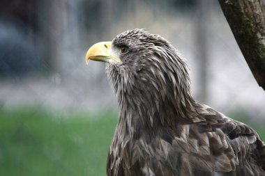 Parktaki kuş kartalının manzarası.