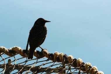 Parktaki ağaçtaki karga manzarası