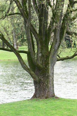 Göl kenarındaki ağaç manzarası, manzara