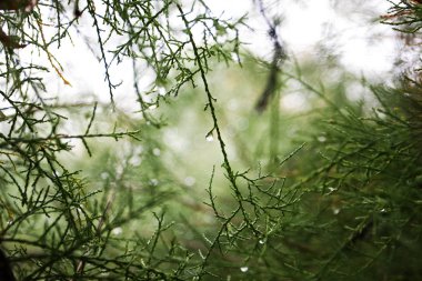 Ormandaki ağacın dallarına yakından bak.