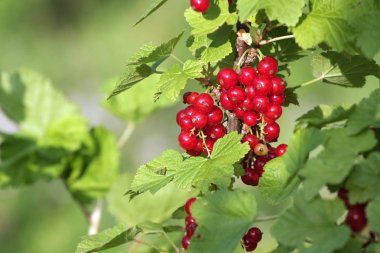 Yeşil zemin üzerinde kırmızı frenk üzümünün yakın plan görüntüsü