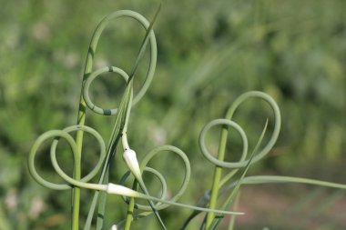 Sarımsak bahçede olgunlaşır, yakınlaşır.