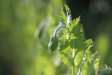 Bulanık arkaplanda haşhaş tomurcuğunun yakın plan görüntüsü