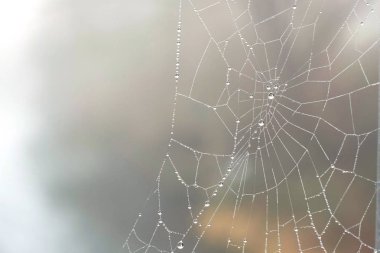 Bulanık arkaplana karşı örümcek ağının yakın görüntüsü