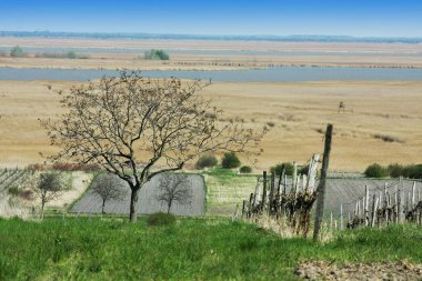 Arkaplanda ağaç ve sazlıklar olan alanların manzarası