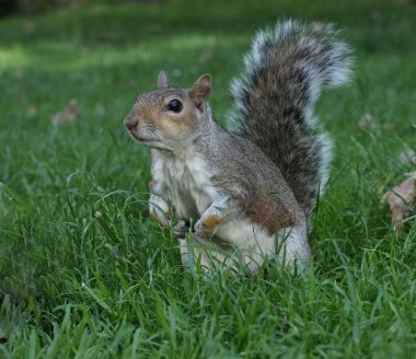 Yeşil çimenlikteki sincaba yakından bakın.