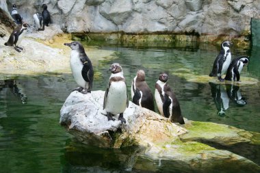 Hayvanat bahçesindeki taşların üzerindeki penguen manzarası