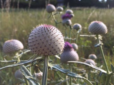 Çayırdaki dikenli otun manzarası