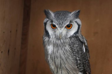 Bulanık doğal arka planda baykuş portresi