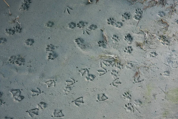 Impronte Volpe Anatra Nella Sabbia Bagnata — Foto Stock