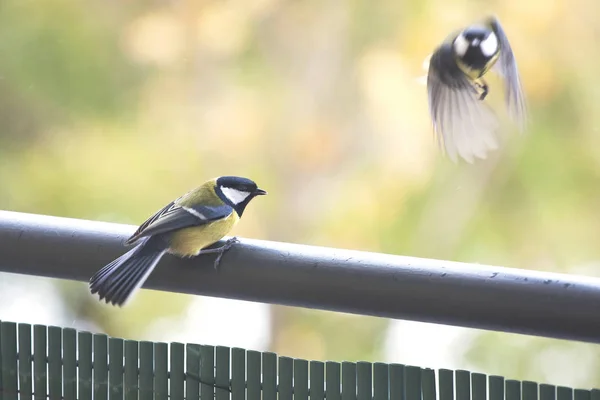 Close Zicht Van Vogels Hek Tegen Wazige Achtergrond — Stockfoto