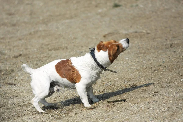closeup view of jack russel shaking off water