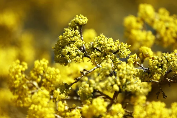Κοντινή Προβολή Μικρών Κίτρινων Λουλουδιών — Φωτογραφία Αρχείου