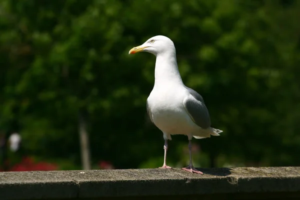 Closeup View Standing Seagull — Stock Photo, Image