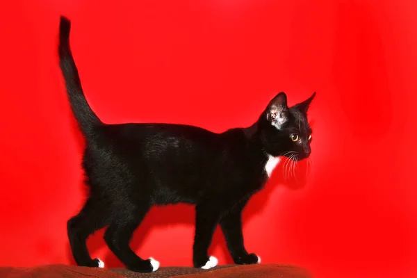 Nahaufnahme Der Katze Rotem Und Schwarzem Hintergrund — Stockfoto